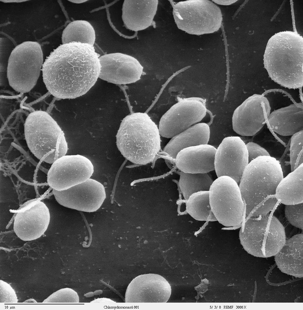 Die Grünalge Chlamydomonas unter dem Elektronenmikroskop: Mit zwei feinen Geißeln schwimmt jede Zelle durchs Wasser