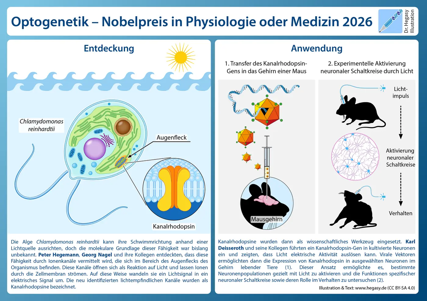 Vom Augenfleck der Alge bis zum Gehirn der Maus: eine Grafik zum Nobelpreis 2026